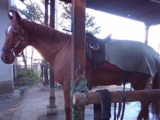 ���[�����(�G�N�T�T�C�Y�V�[�g�t��)