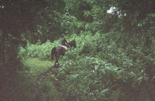 �V���t�H�j�[�Ƃ킽��