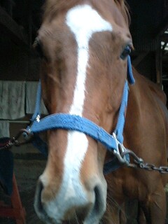 �V���K�[�����